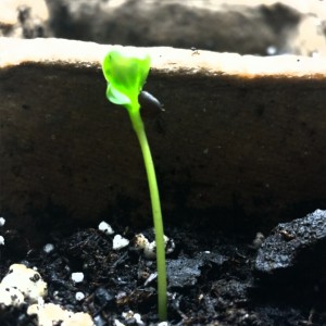 First seedling of 2016 emerges!